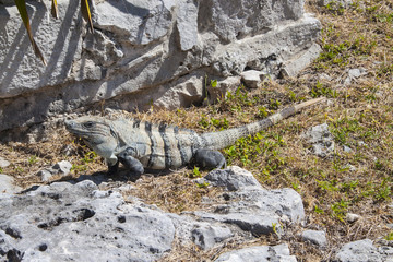 Iguana in Ruins in Tulum, Mexico