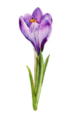 Watercolor purple crocus