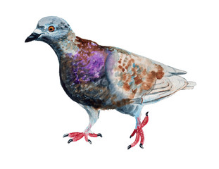 Watercolor gray dove