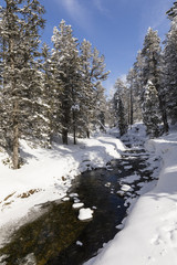 Fototapeta na wymiar Frozen creek with snowy fir trees on a beautiful winter day in Switzerland