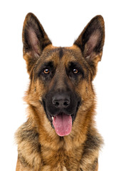 portrait of a German shepherd dog on a white background isolated