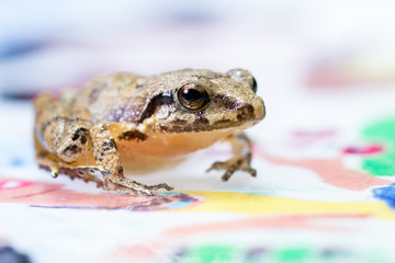 small tree frog