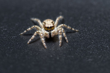 Jumping spider - mariposa muscosa