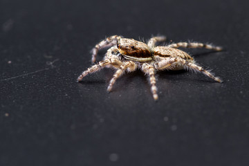 Jumping spider - mariposa muscosa