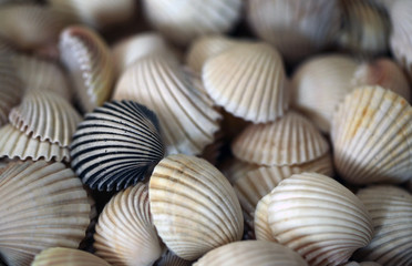 wallpaper, background - many big beautiful  shells - one black one and  and white shells together - nature macro
