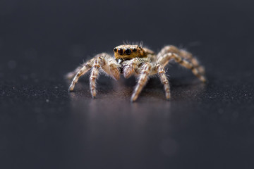 Jumping spider - mariposa muscosa