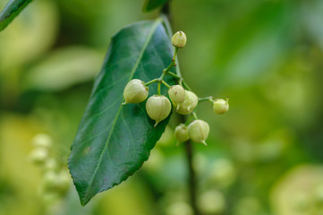 Small round green seeds on a bush with green leaf.