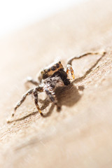 Jumping spider - mariposa muscosa