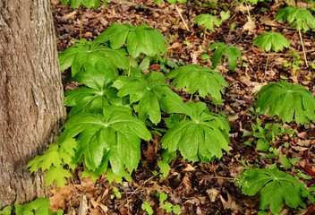 Umbrella-shaped leaves of mayapple plants in a forest