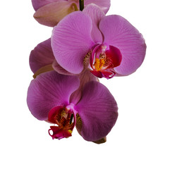 Orchid close-up on a white background. There is a way