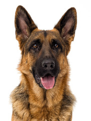 portrait of a German shepherd dog on a white background isolated