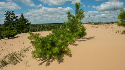pines on sand dunes. Spring landscape. In the countryside.
