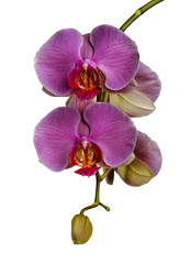 Fototapeta na wymiar Orchid close-up on a white background. There is a way