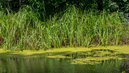 Obraz premium forest swamp and reeds. Spring landscape. In the countryside.