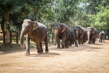Fototapeta na wymiar Pinnawala Elephant Orphanage, Sri Lanka