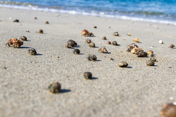 Fototapeta na wymiar hermit crabs on the beach