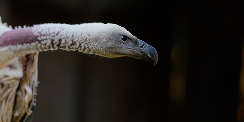 vautour