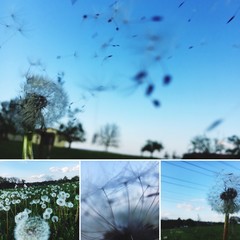 A collage of images of ripe dandelions