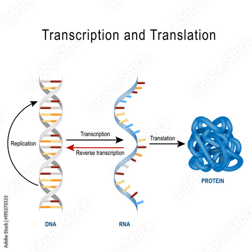Dna Replication Protein Synthesis Transcription And Translation