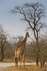 girafe