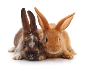 Obraz premium Two small rabbits.