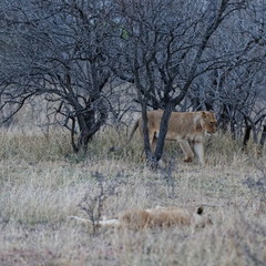 lion