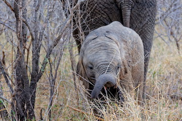 &eacute;l&eacute;phant