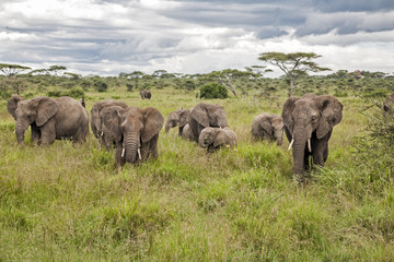 Elephant family in the high grass in the wet season in Serengeti National Park in Tanzania