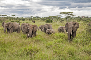 Obraz premium Elephant family in the high grass in the wet season in Serengeti National Park in Tanzania
