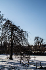 gefrorener Neusiedler See und Wiese