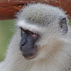 singe