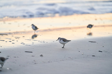 Sanderling standing on a sandy beach in Florida in the morning with little light. The water is lazily washing up on shore, as the sanderlings search for breakfast. The sunrise is reflecting on water.