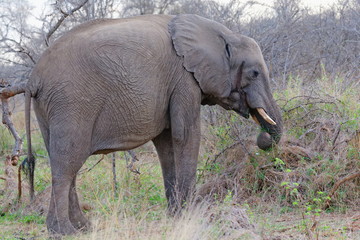 éléphant