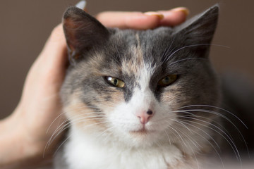 woman hand stroking cat,pet enjoys