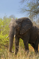 éléphant