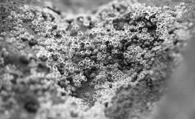 Fototapeta premium black and white beautiful nature detail - macro photography of light balanus on a brown rock on atlantic coastline with natural sunlight 
