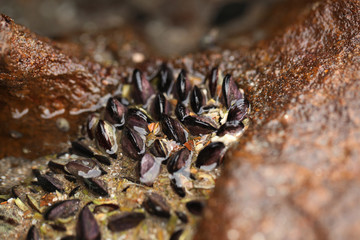 beautiful nature detail - macro photography of light balanus on a brown rock  on atlantic coastline with natural sunlight 