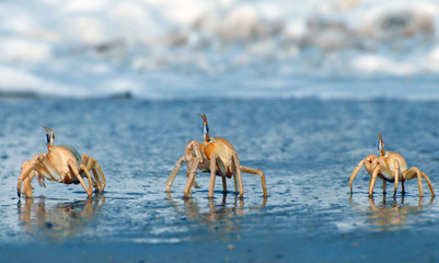 crabes au bord de l'eau, Saint Louis , Sénégal