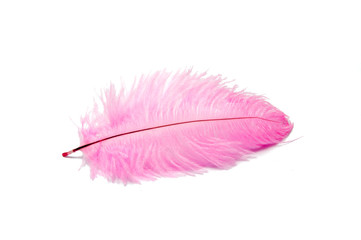 Colorful feather isolated on the white