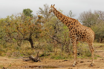 girafe