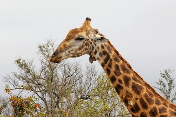 girafe