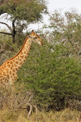 girafe