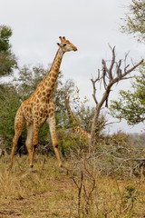 girafe