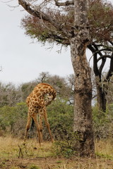 girafe