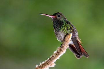 Naklejka na ściany i meble rufous-tailed hummingbird - Amazilia tzacatl