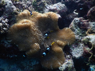 Anemonenfische mit Anemone Malediven