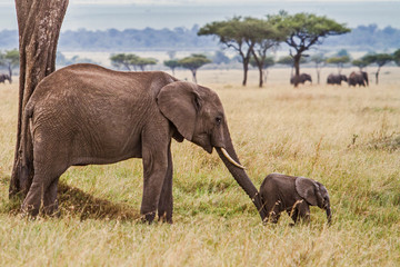 Elephant mother pushing her baby in Masai Mara National Park in Kenya