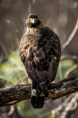 Crested serpent eagle in Ranthambore National Park in India