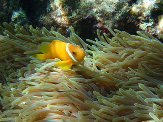 Fototapeta na wymiar Anemonenfische mit Anemone Malediven