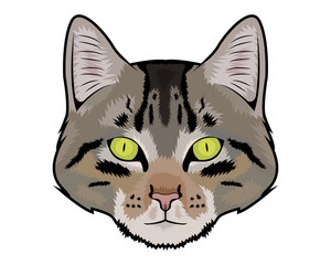 Cat vector illustration 